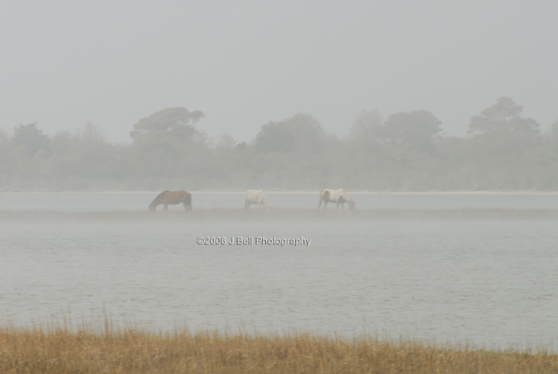 Assateague Island horses in fog