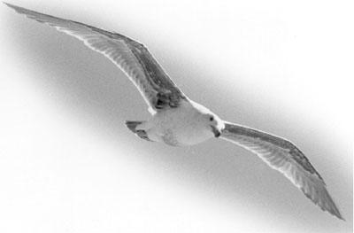 Seagull - ©1985 J.Bell Photography